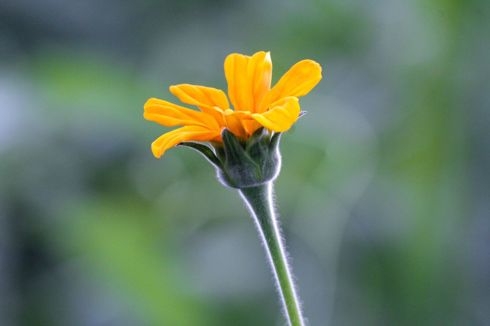 Canon EOS 60D + Canon EF-S 55-250mm F4-5.6 IS II sample photo. Flower, yellow, sun flower photography
