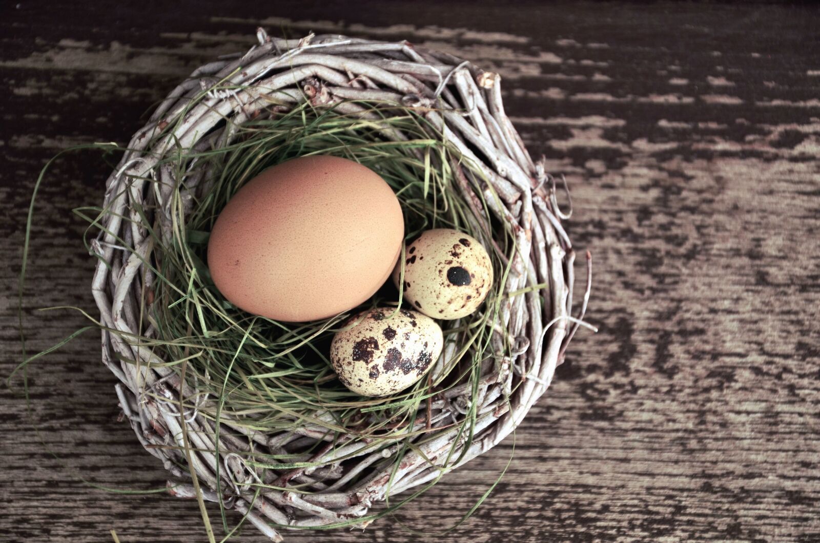 Nikon D5100 sample photo. Nest, egg, chicken, bird photography
