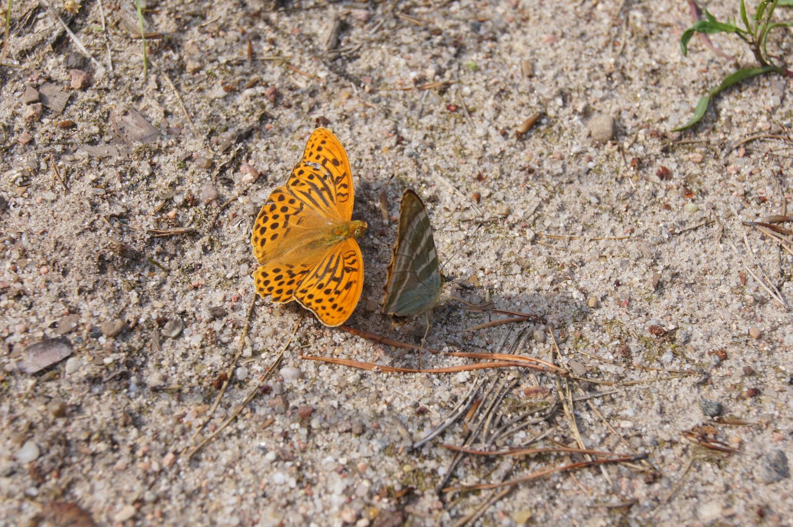 Sony SLT-A55 (SLT-A55V) sample photo. Butterfly, nature, fauna photography
