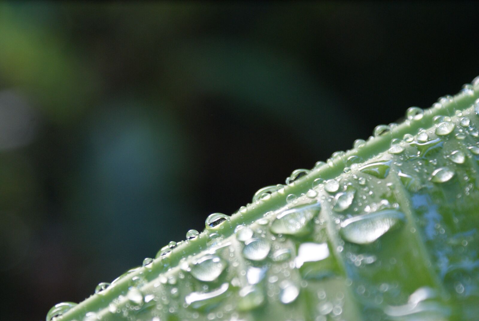 Sony Alpha DSLR-A200 sample photo. Water, nature, plant photography