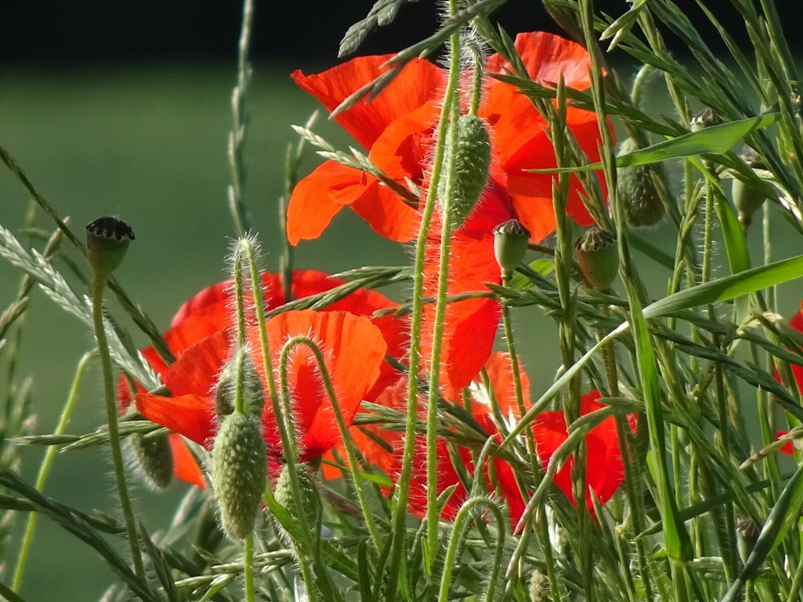 Sony Cyber-shot DSC-HX90V sample photo. Poppies, scarlet red, poppy photography