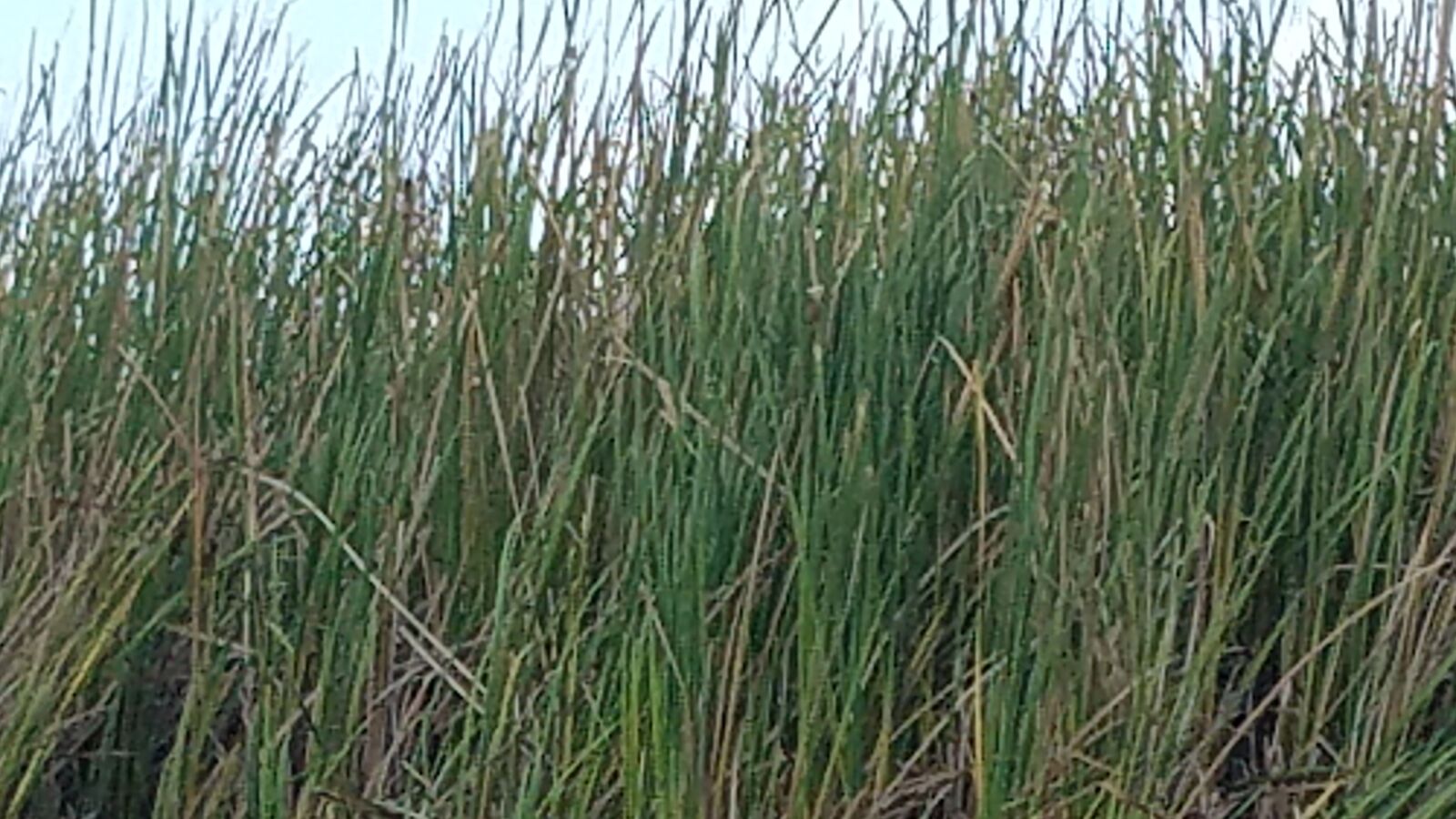 Samsung Galaxy S7 Edge sample photo. Tall grass, grass, green photography