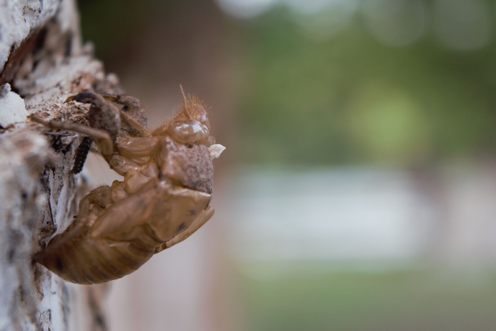 Nikon D3300 sample photo. Shell, insect, insects photography