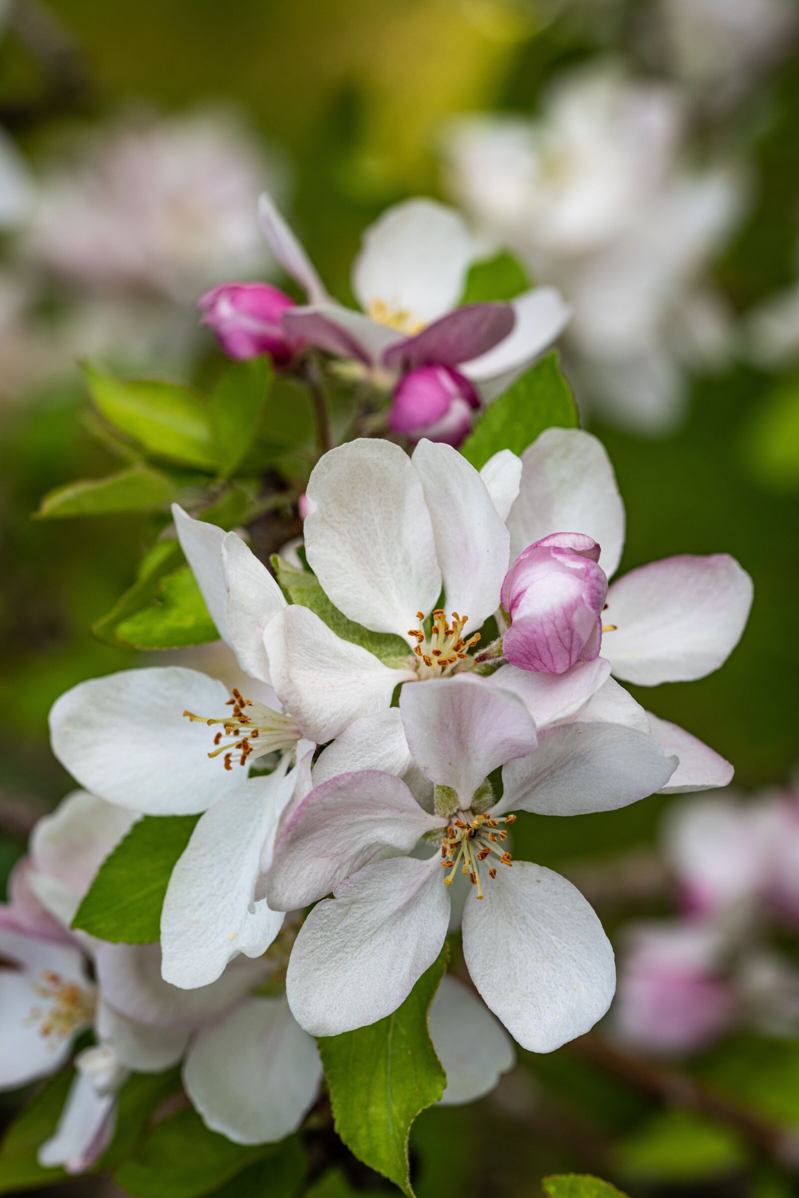 Nikon D810 sample photo. Apple blossom, flowers, spring photography