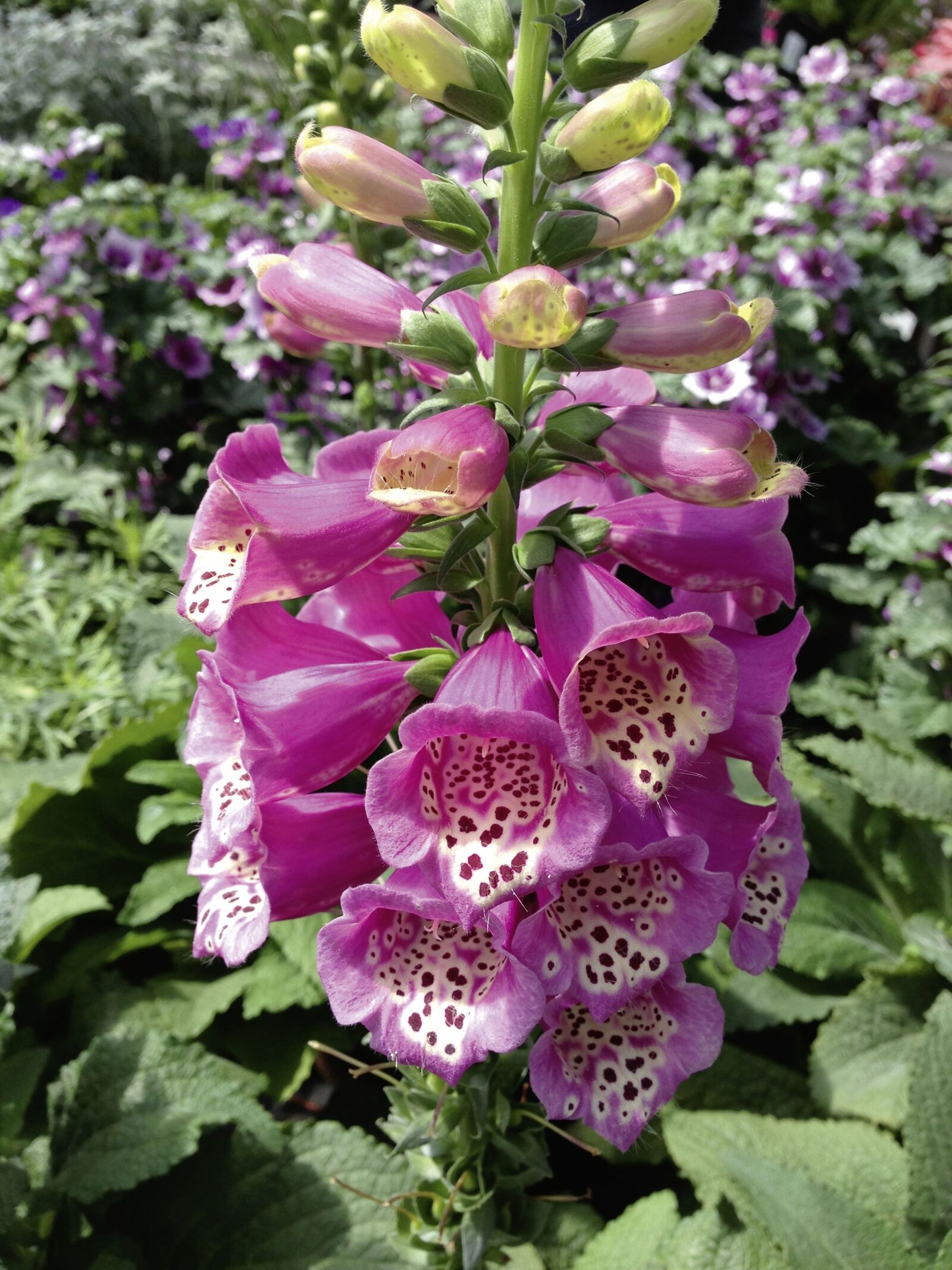 Apple iPhone 5 sample photo. Digitalis purpurea, thimble, toxic photography