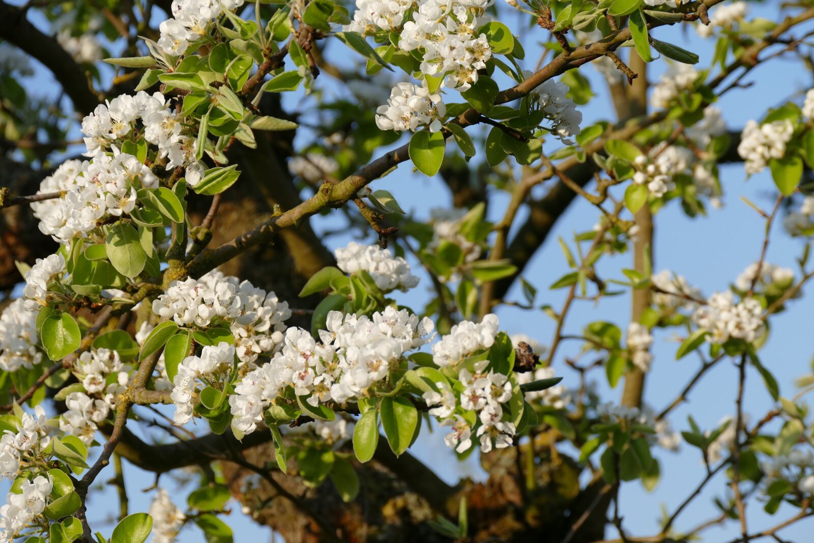 Panasonic Lumix DMC-FZ1000 sample photo. Blossom, pears, pear tree photography