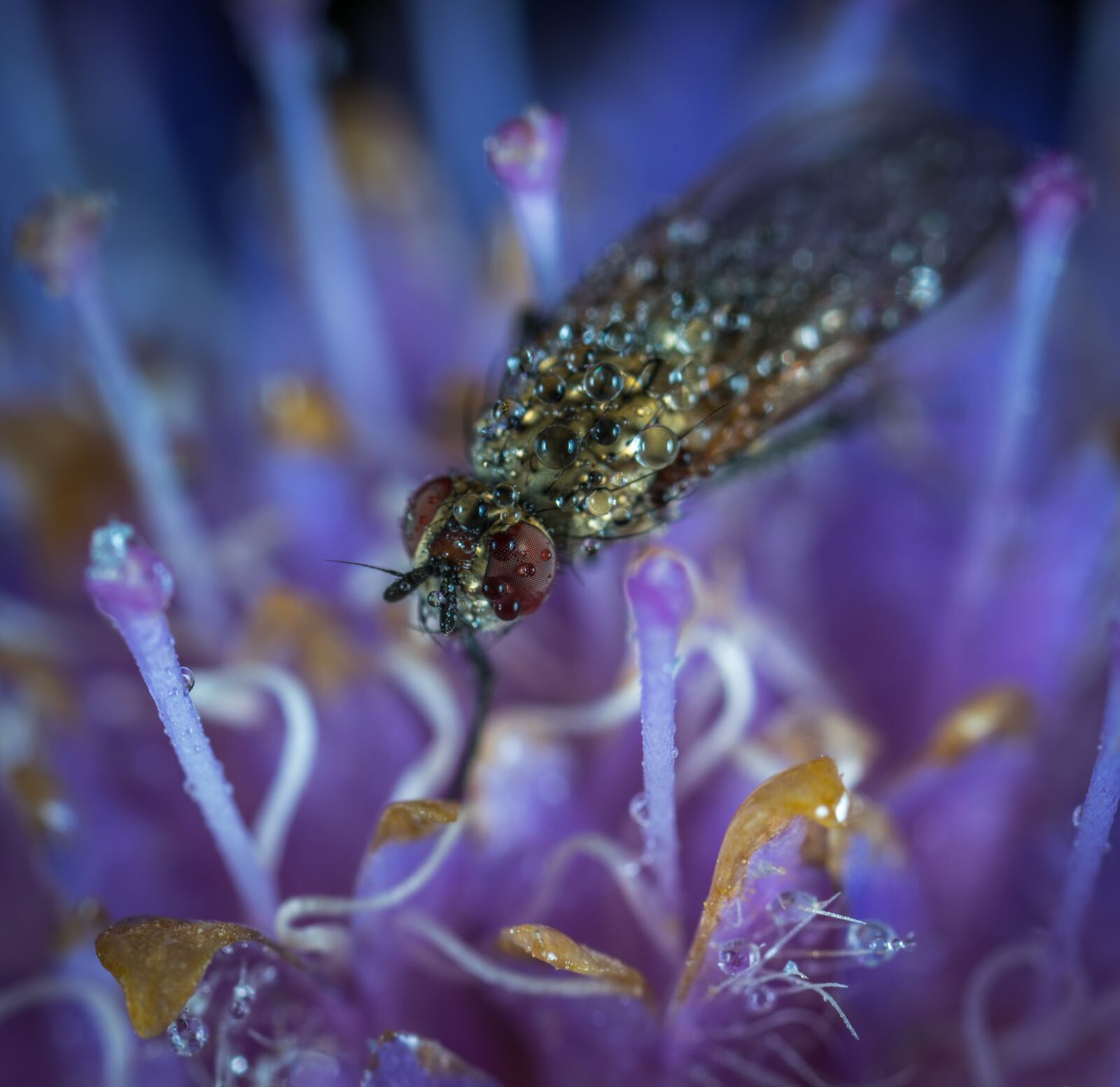 #124 65/2.8 sample photo. Insect, nature, flower photography