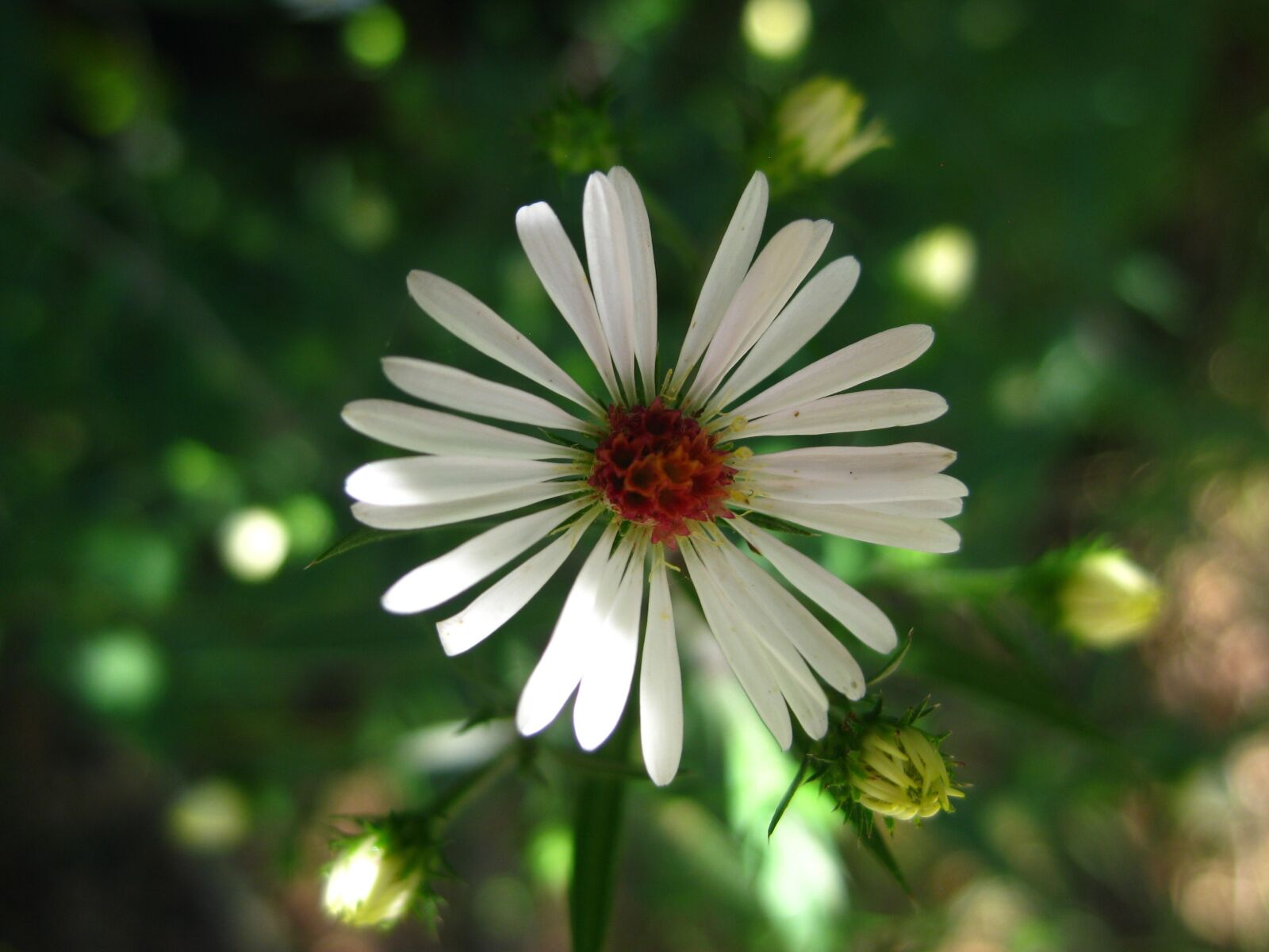 Canon PowerShot SD1100 IS (Digital IXUS 80 IS / IXY Digital 20 IS) sample photo. Nature, wildflower, bloom photography