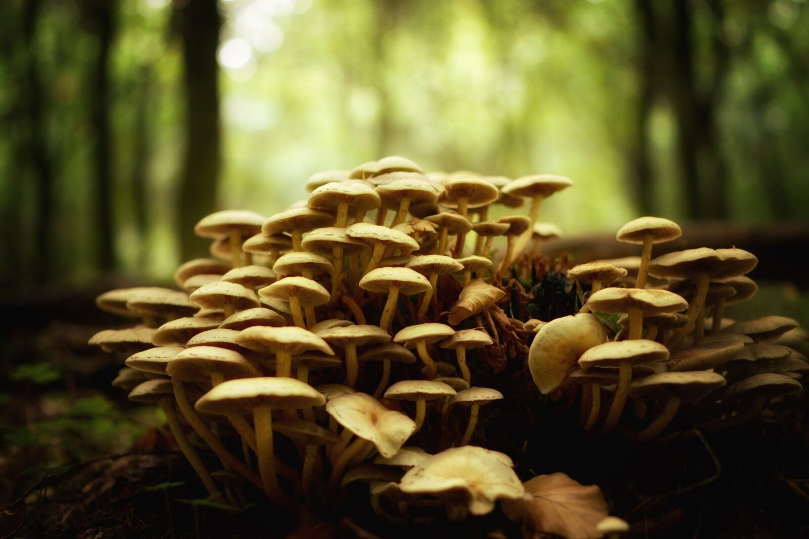 Pentax K-70 sample photo. Mushrooms, forest, nature photography