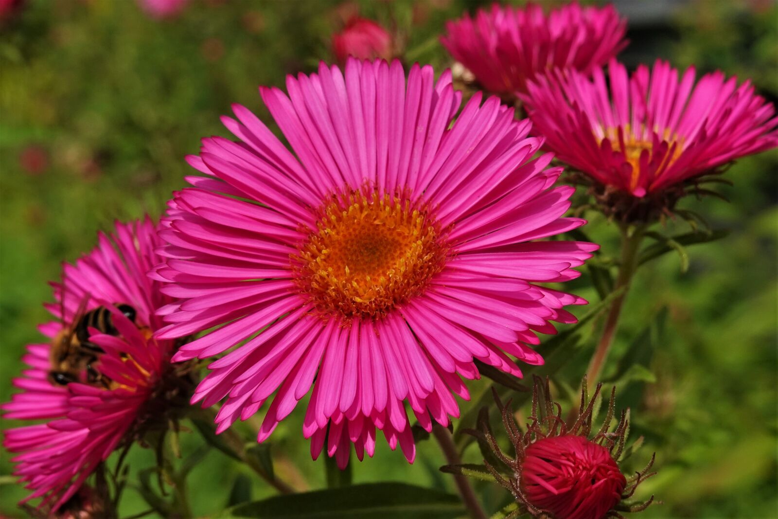 Sony DSC-RX100M7 sample photo. Aster, flowers, petals photography