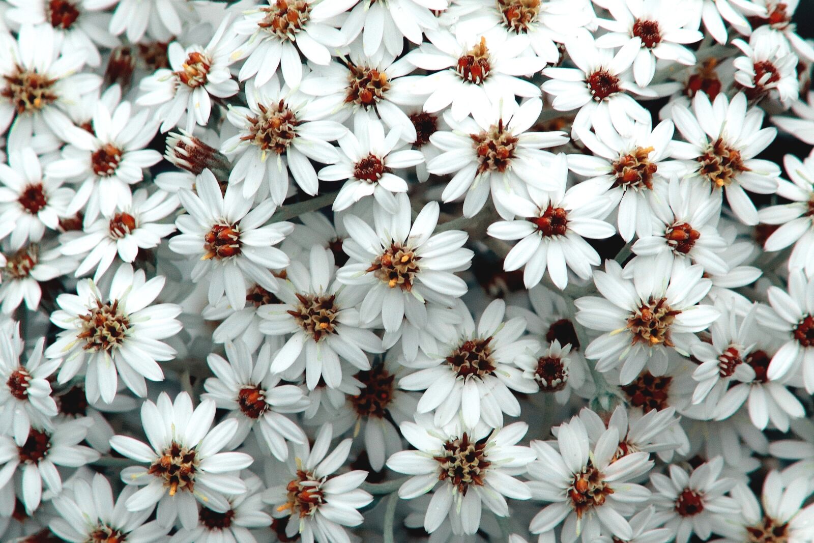 Canon EOS 200D (EOS Rebel SL2 / EOS Kiss X9) sample photo. Flowers, white, white flowers photography