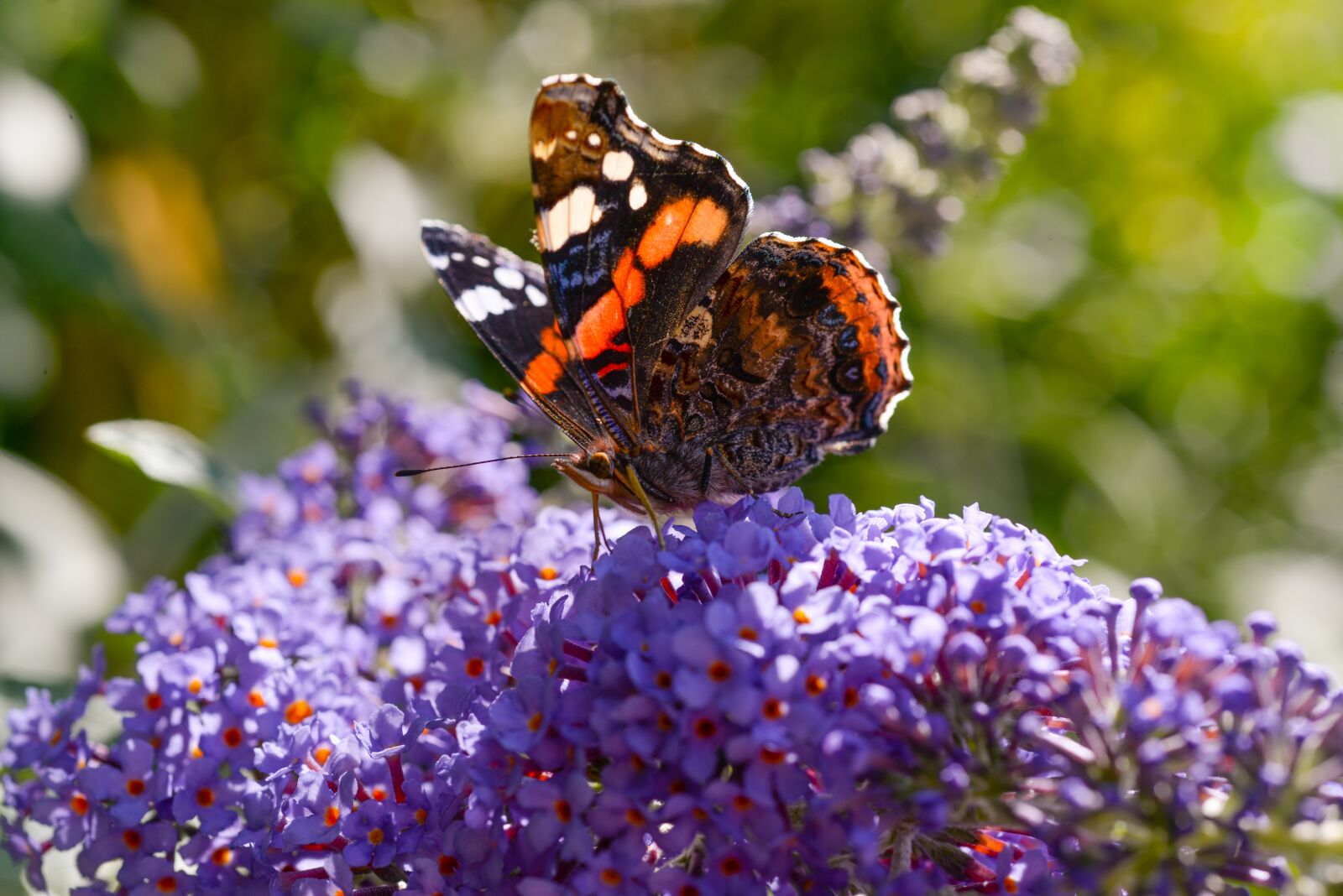 Nikon D610 sample photo. Butterfly, plant, flower photography