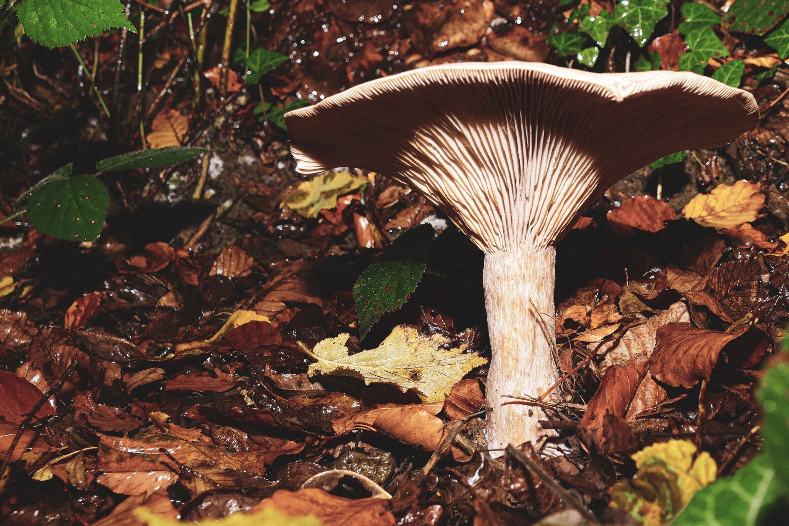 Panasonic Lumix DMC-FZ1000 sample photo. Mushroom, forest, autumn photography