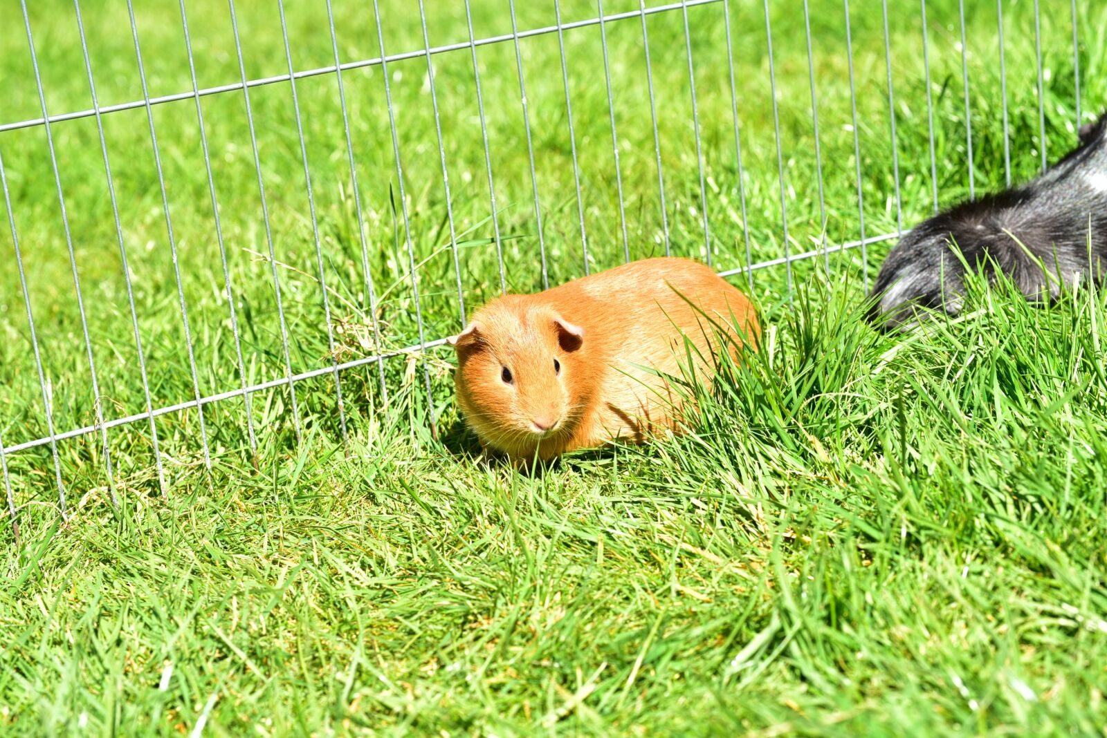 Nikon D750 sample photo. Guinea pig house, cavia photography
