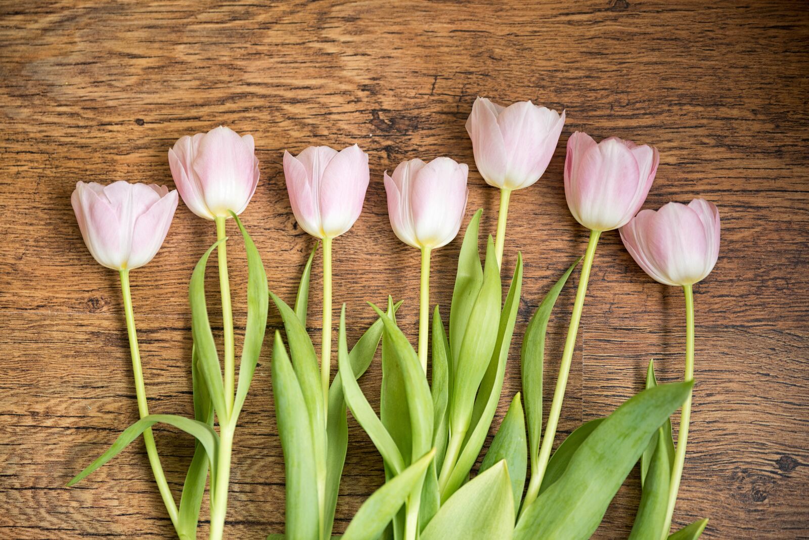 Tamron SP 24-70mm F2.8 Di VC USD sample photo. Tulips, spring, flowers photography