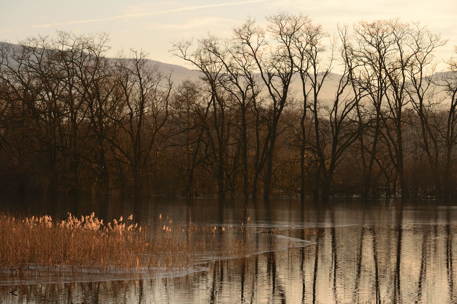 Nikon D3100 sample photo. Nature, trees, lake photography