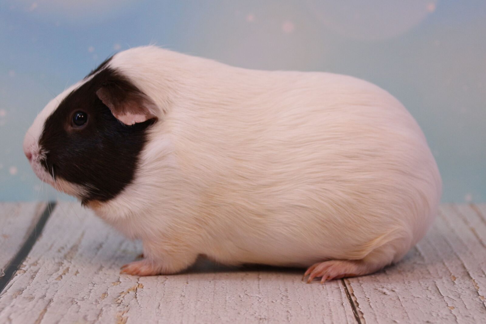 Canon EOS 700D (EOS Rebel T5i / EOS Kiss X7i) sample photo. Guinea pig, rodent, pet photography