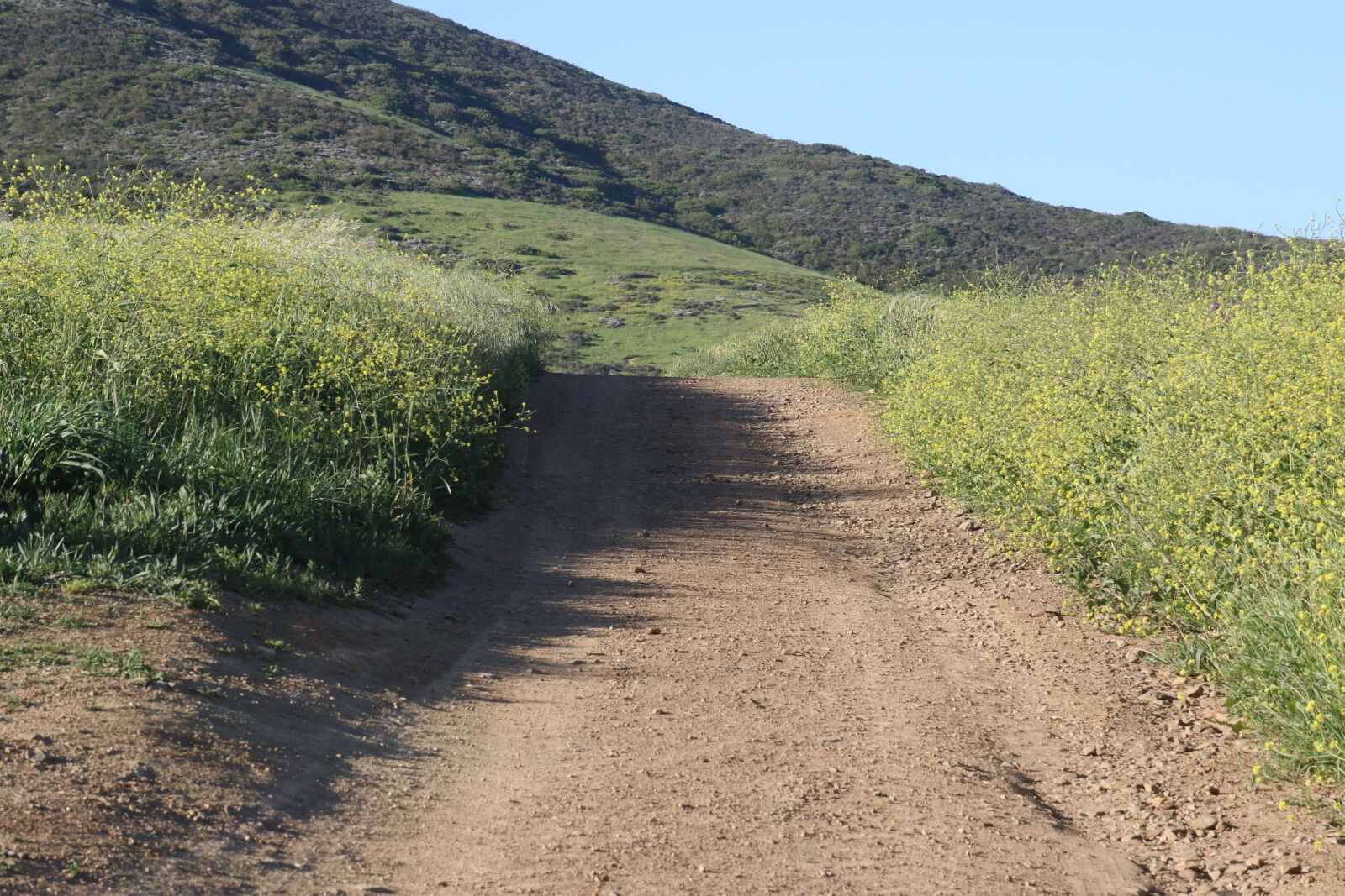 Canon EOS 7D Mark II sample photo. Blue, sky, canola, country photography