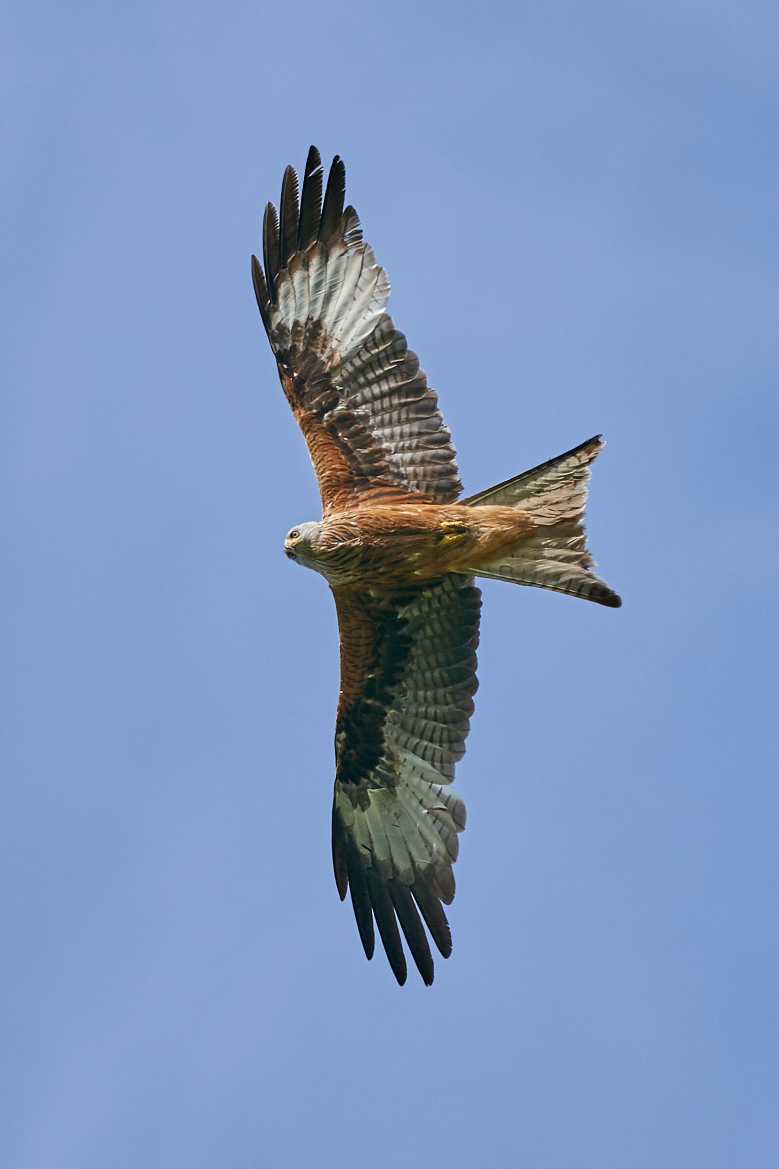 Sony FE 70-200mm F2.8 GM OSS sample photo. Red kite, bird of photography