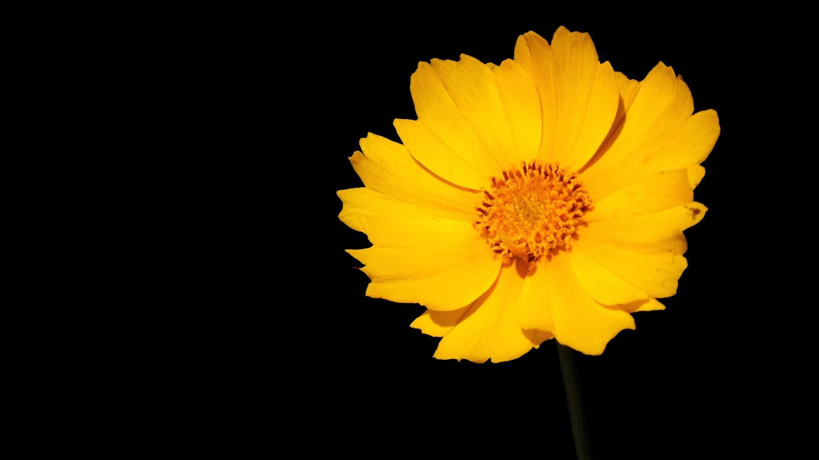 iPhone 4S back camera 4.28mm f/2.4 sample photo. Flower, yellow, nature photography