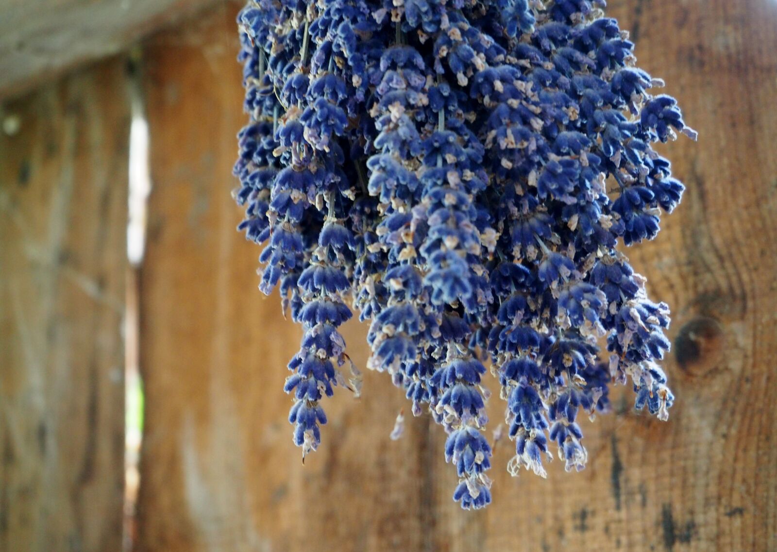 Olympus OM-D E-M10 sample photo. Lavender, herb, dry photography
