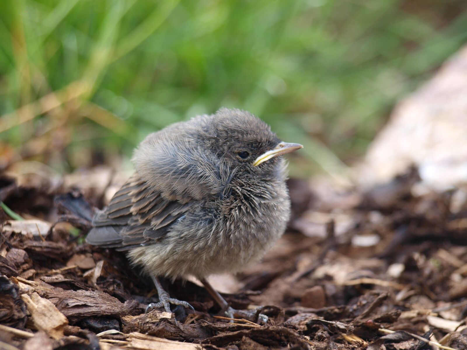 Olympus E-450 (EVOLT E-450) sample photo. Bird, animal, hatched photography