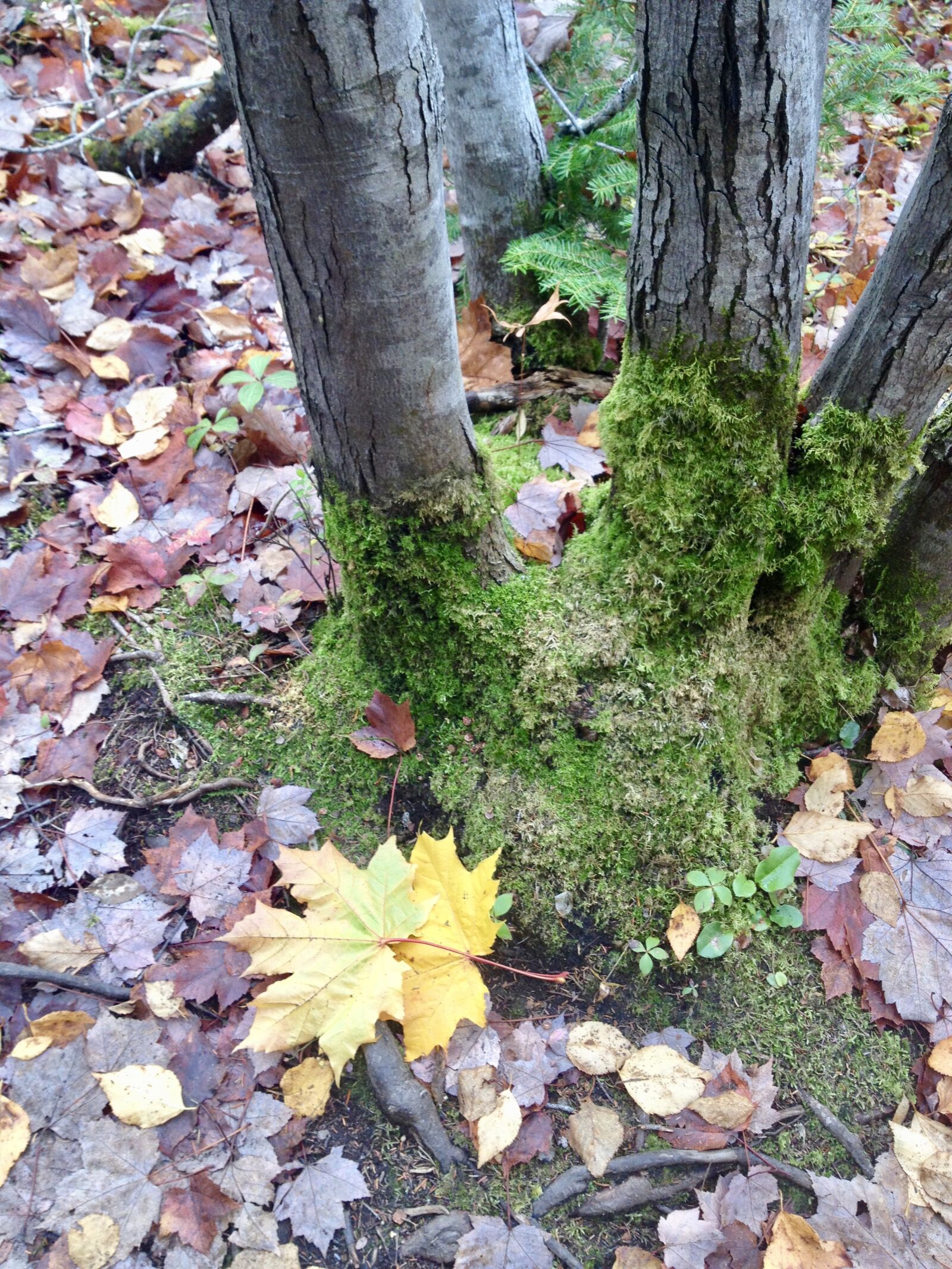 iPhone 4S back camera 4.28mm f/2.4 sample photo. Moss, forest floor, maple photography
