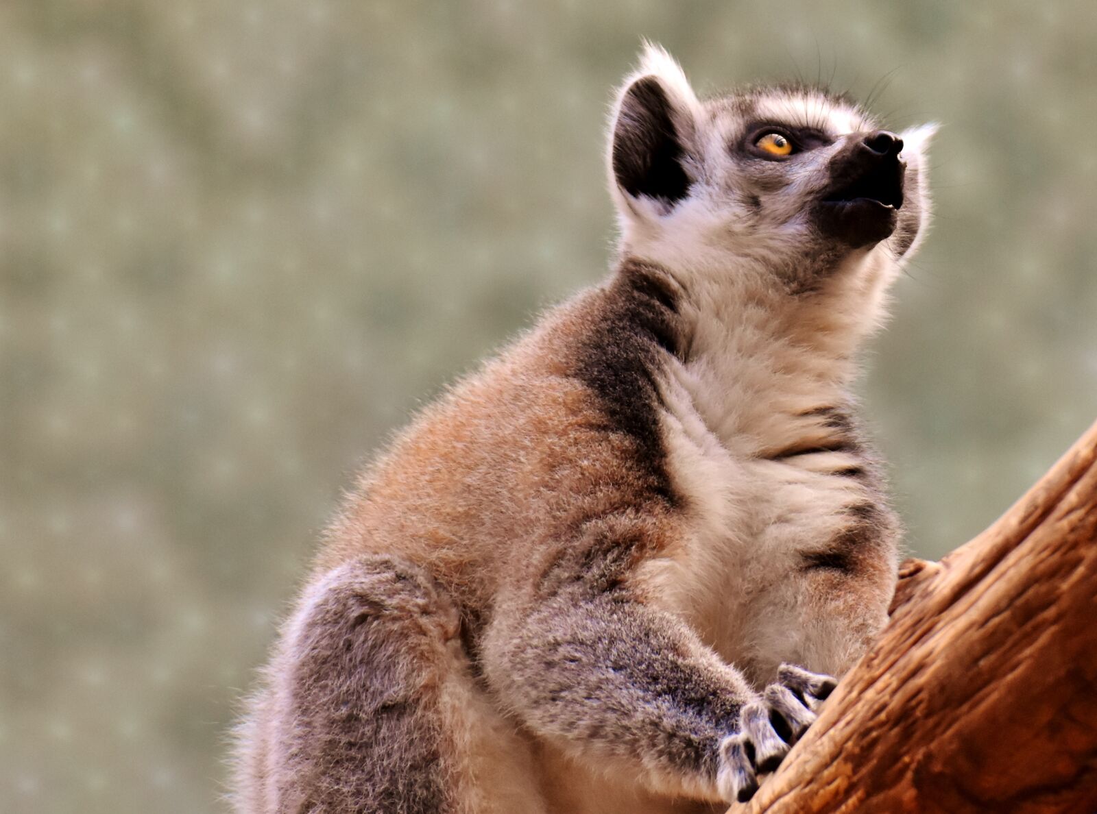 Nikon D7200 sample photo. Monkey, lemur, cute photography