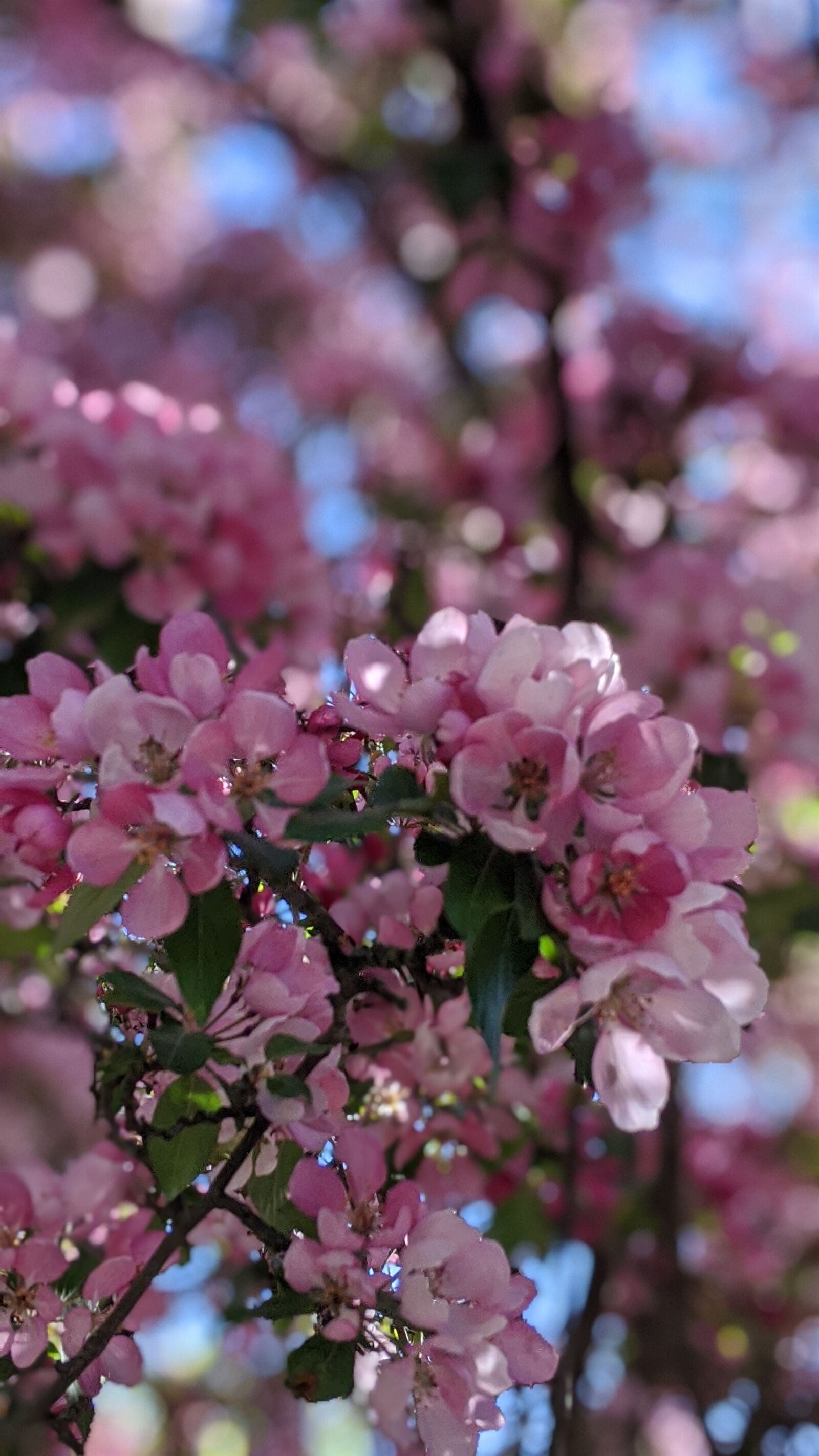 Google Pixel 3a sample photo. Nature, rosa, blossom photography