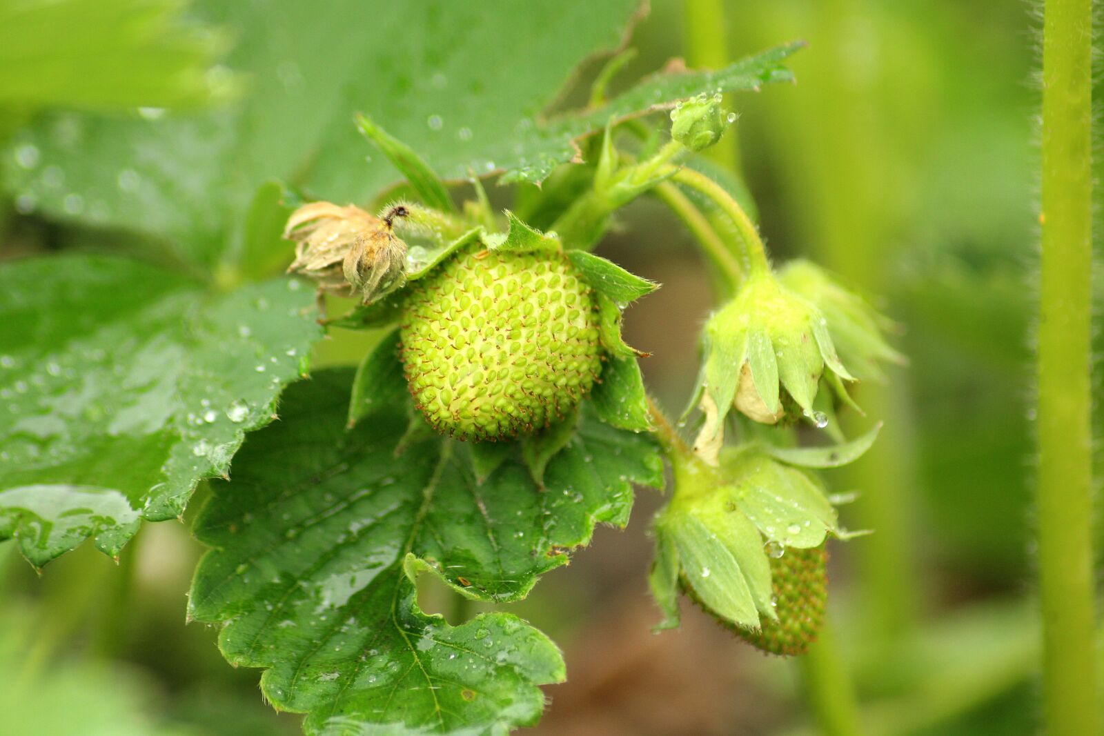 Canon EOS 1200D (EOS Rebel T5 / EOS Kiss X70 / EOS Hi) sample photo. Strawberries, maturation, green photography