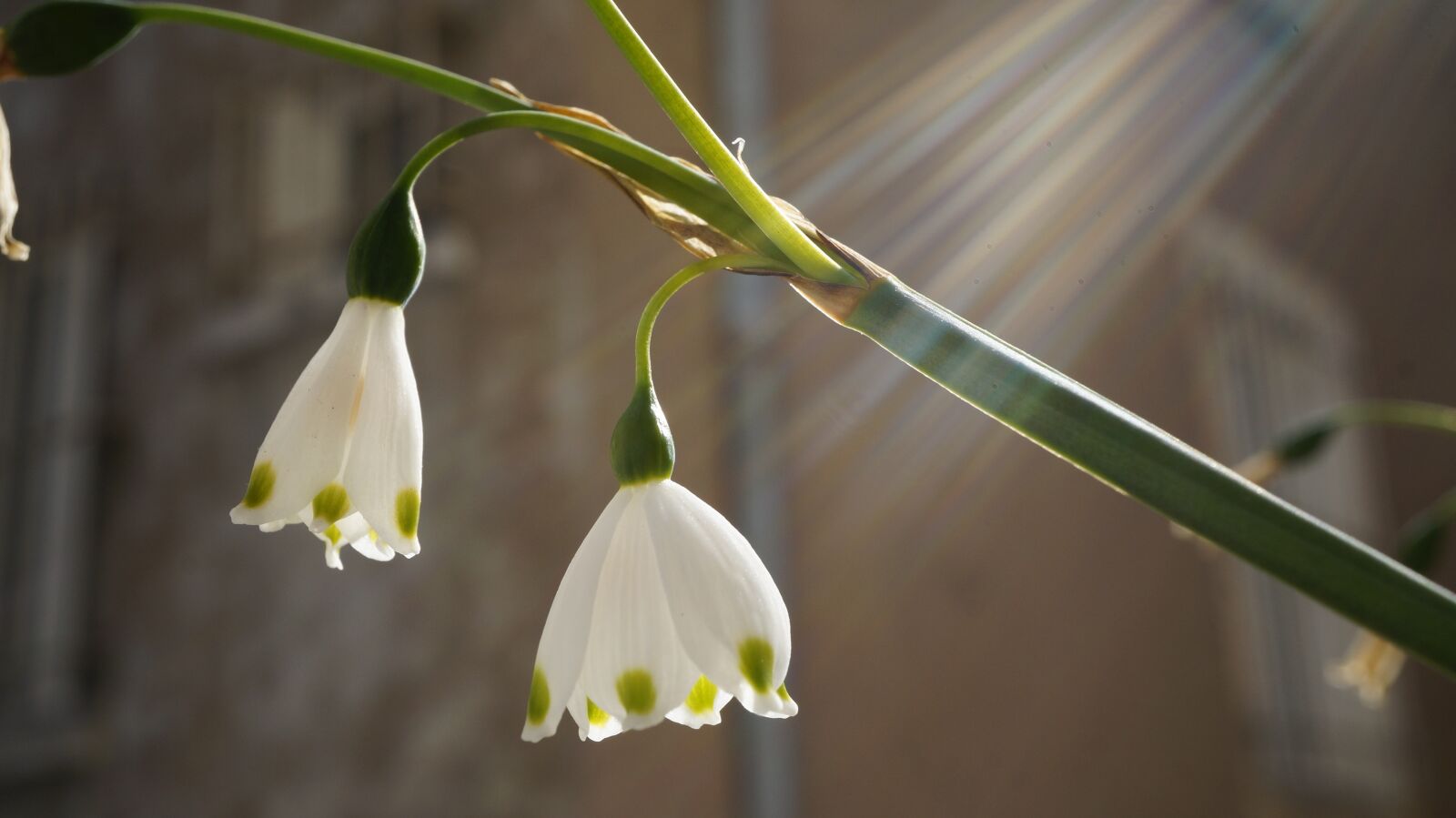 Sony E 30mm F3.5 Macro sample photo. Flower, spring, nature photography