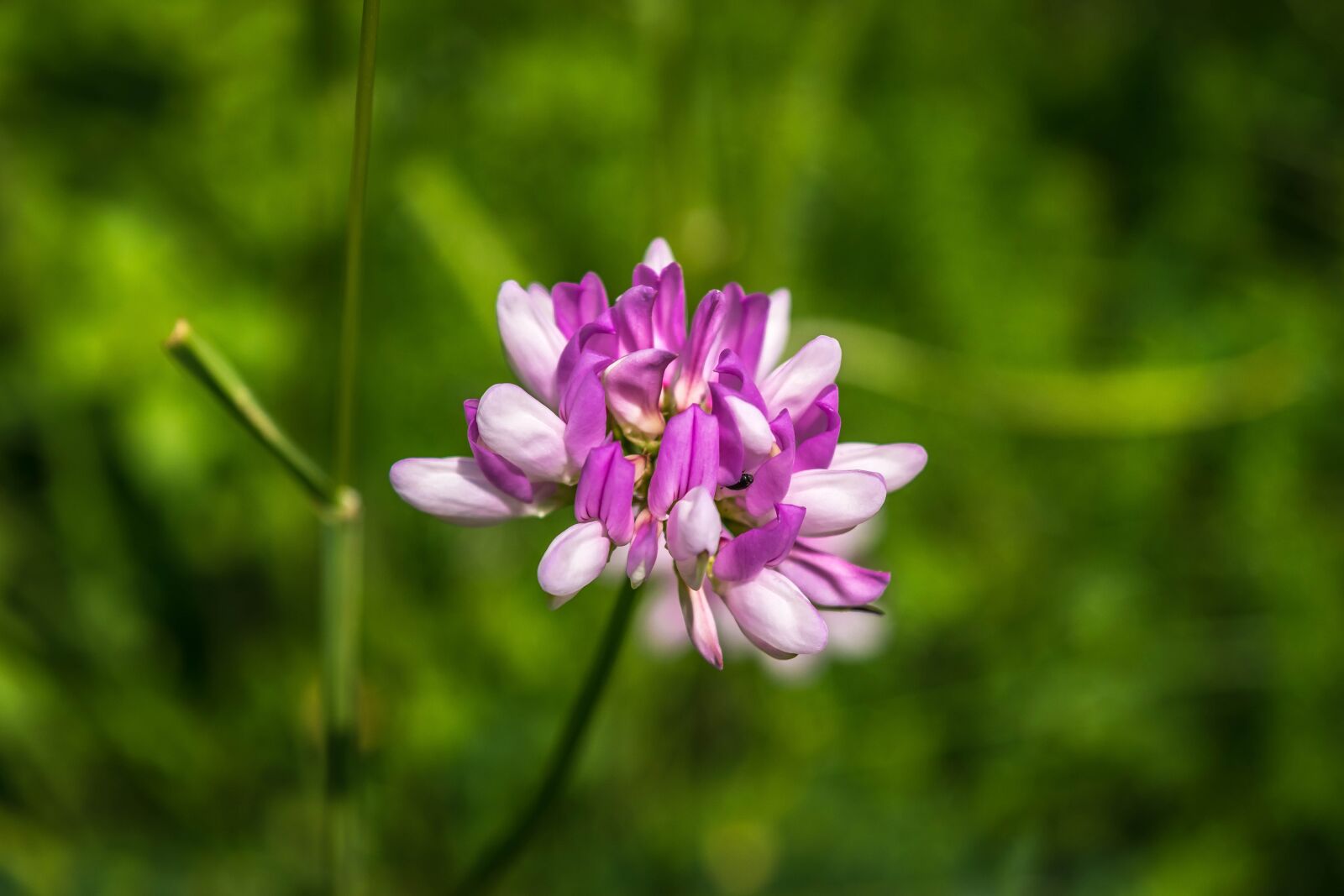 Nikon D3300 sample photo. Flower, blossom, bloom photography