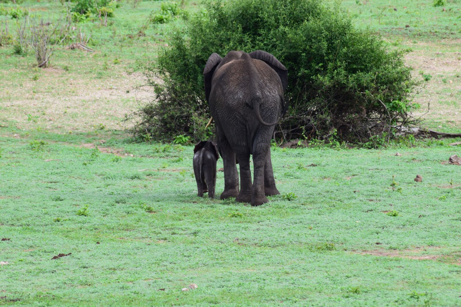 Nikon D5300 sample photo. Elephant, calf, rear photography