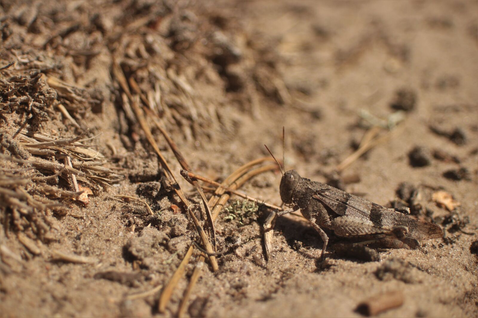 Canon EOS 80D sample photo. Cricket, beach, forest photography