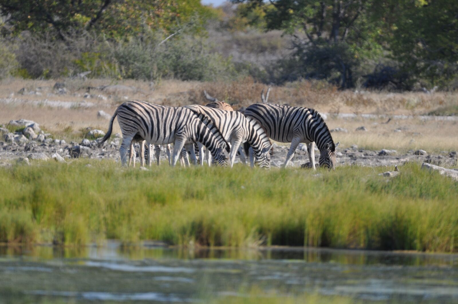 Nikon D90 sample photo. Etosha namibia, zebra, water photography