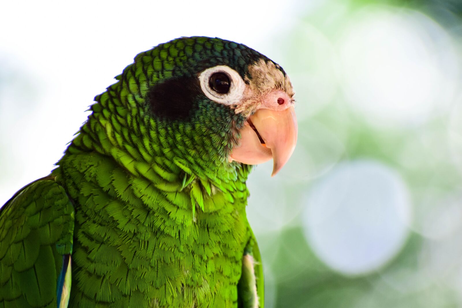 Nikon D5300 sample photo. Birds, nature, perico photography