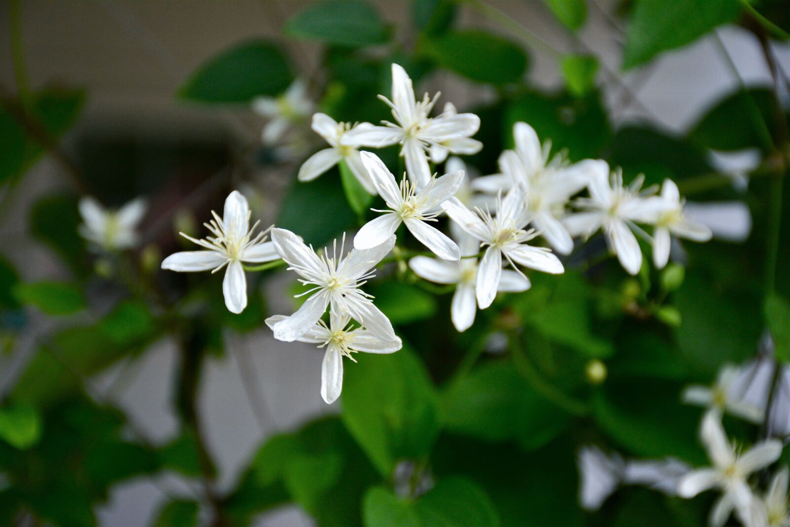 Nikon D7100 sample photo. White, petaled, flowers photography