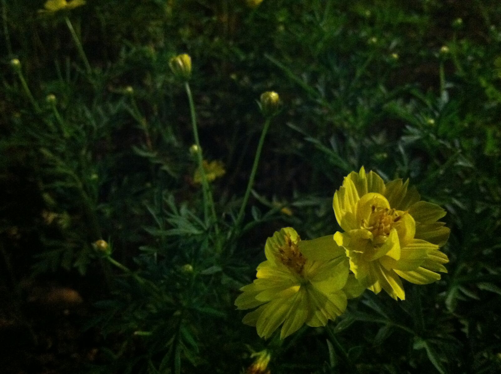 iPhone 4 back camera 3.85mm f/2.8 sample photo. Flower, flowers photography