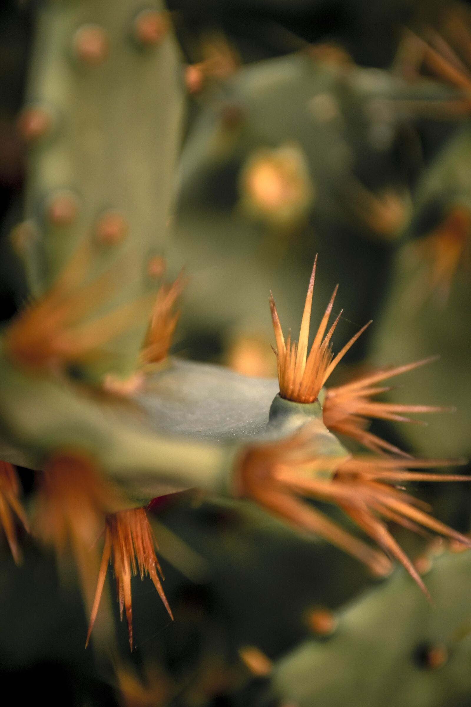 Nikon D5300 sample photo. Thorns, spike, cactus photography