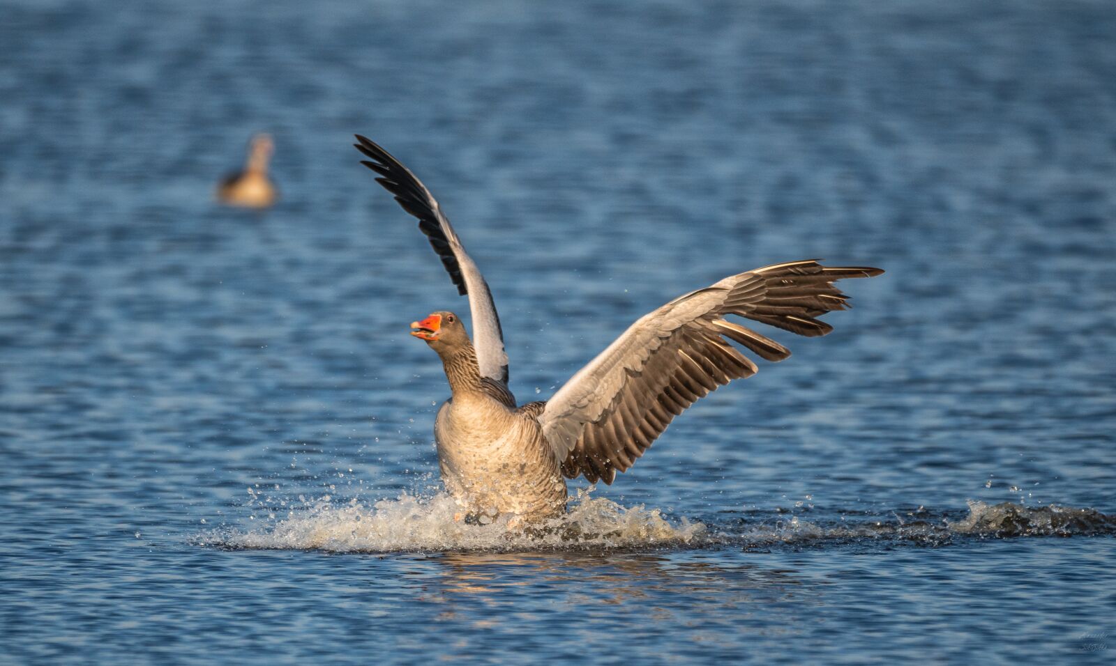 150-600mm F5-6.3 DG OS HSM | Contemporary 015 sample photo. Goose, water, animal photography