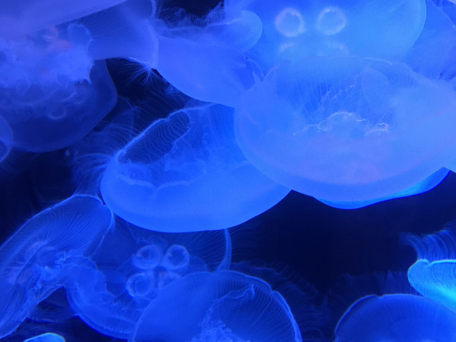 iPhone 6 Plus back camera 4.15mm f/2.2 sample photo. Marine, ocean, jellyfish photography