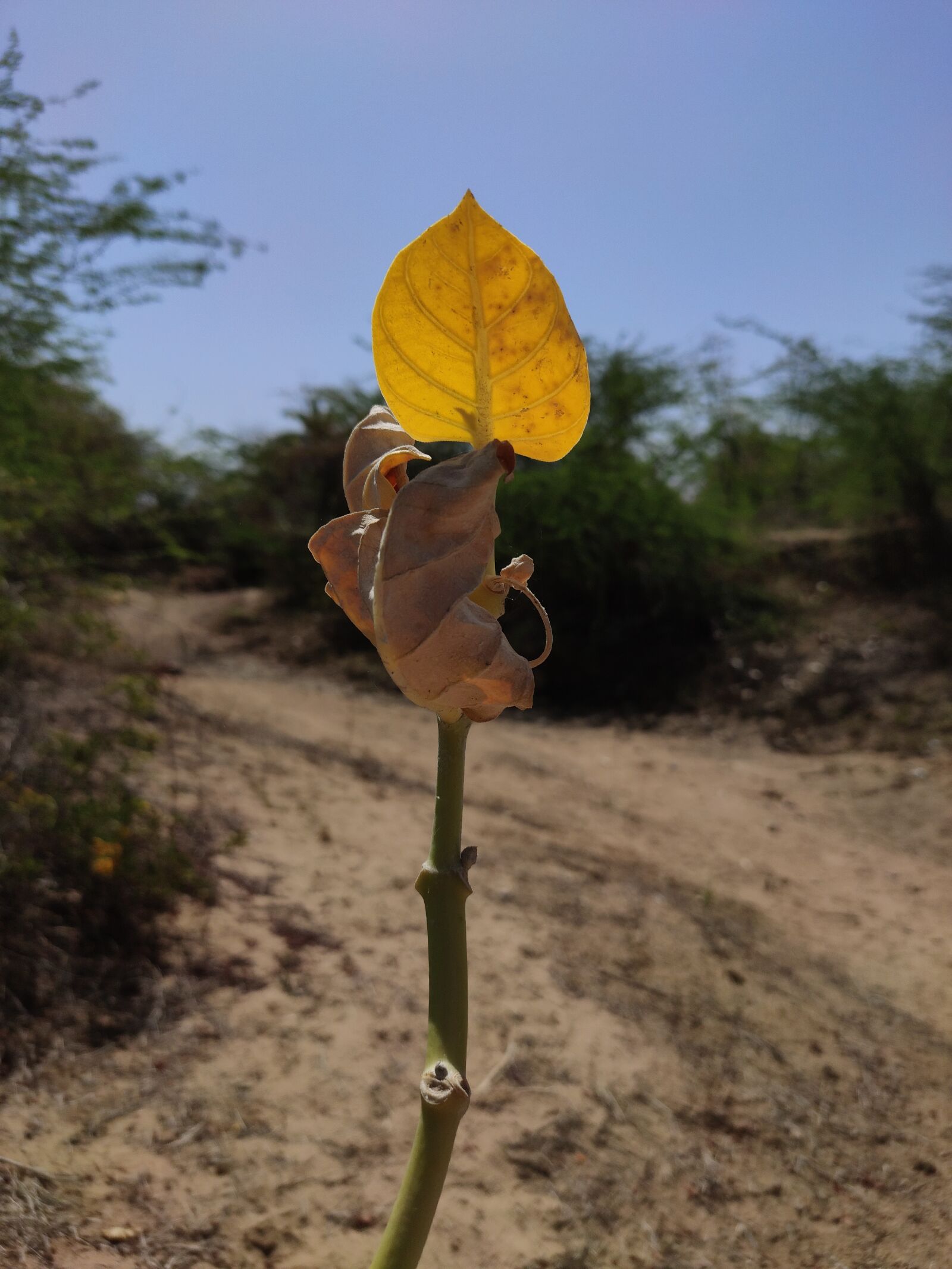 Xiaomi Redmi Note 7 Pro sample photo. Green, alone, tree photography