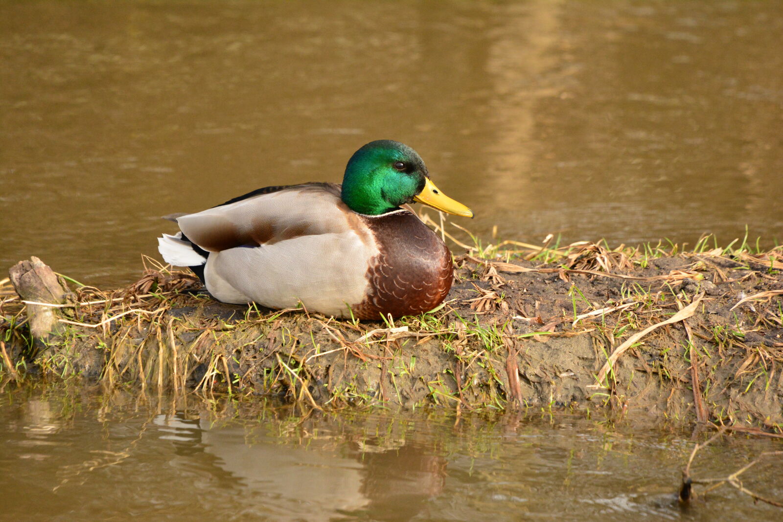 Nikon D7100 sample photo