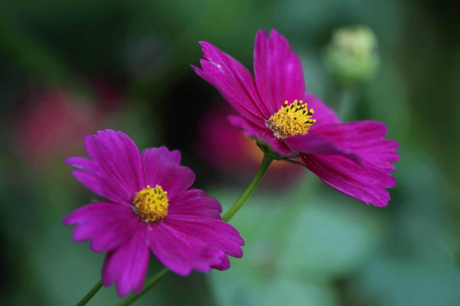 Tamron 70-210mm F4 Di VC USD sample photo. Cosmos flowers, violet cosmos photography