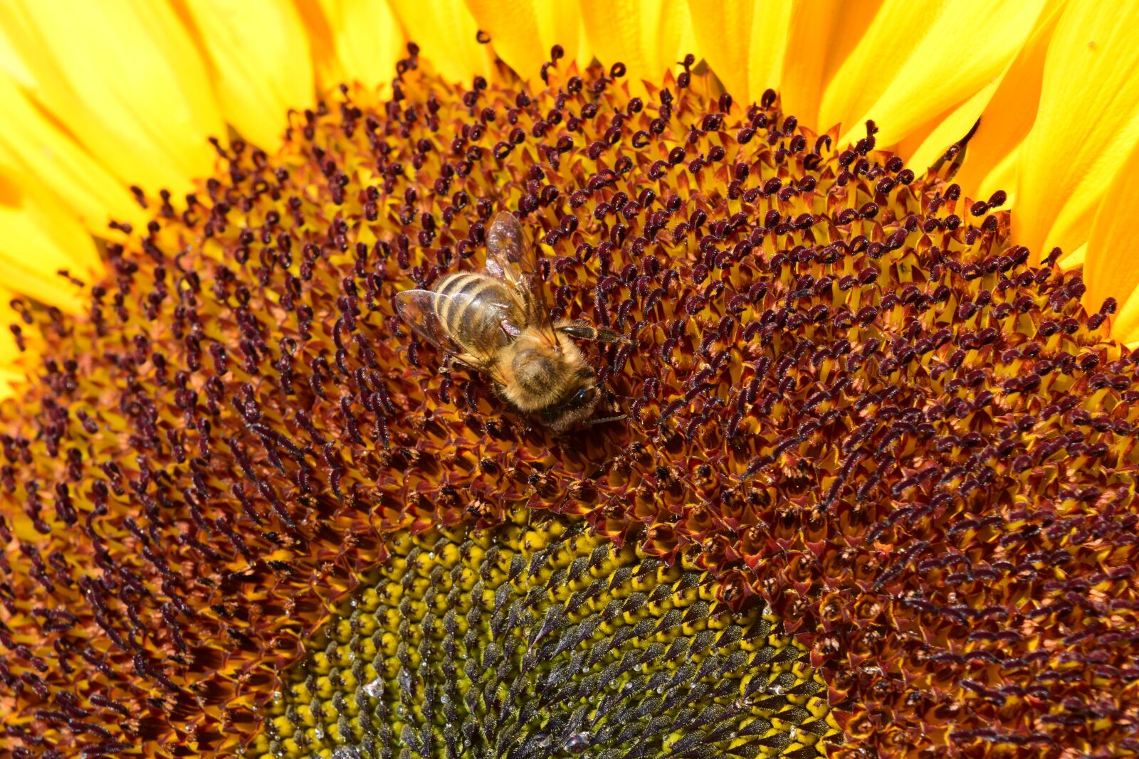 Nikon D3300 sample photo. Sunflower, bee, yellow photography