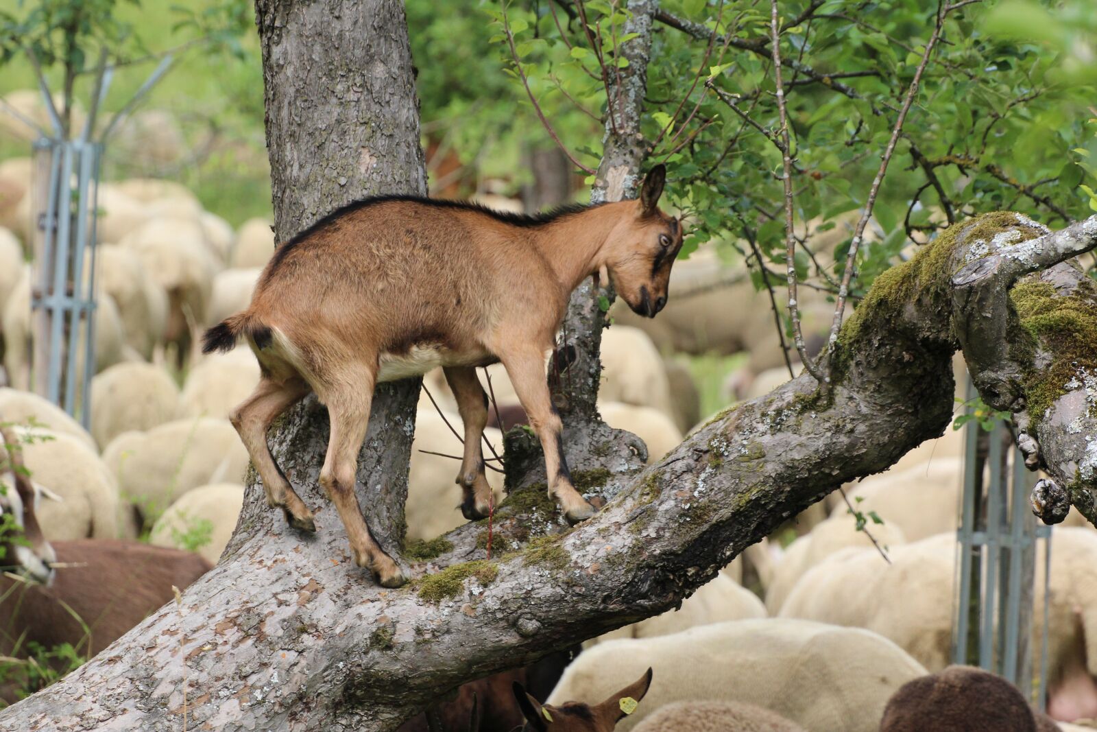Canon EOS 1200D (EOS Rebel T5 / EOS Kiss X70 / EOS Hi) sample photo. Goat, climb, tree photography