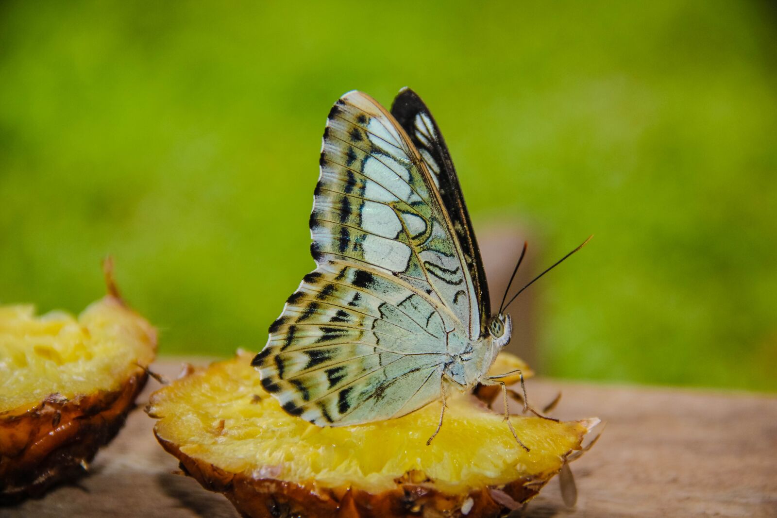 Canon EF-S 18-135mm F3.5-5.6 IS sample photo. Butterfly technician sifted, wong photography