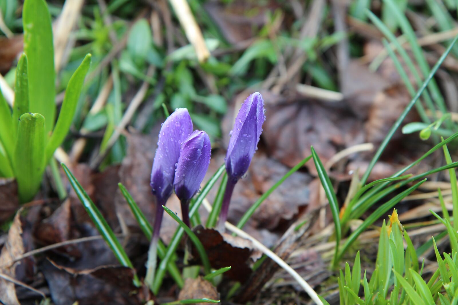 Canon EOS 600D (Rebel EOS T3i / EOS Kiss X5) sample photo. Crocus, crocus blue, flowering photography