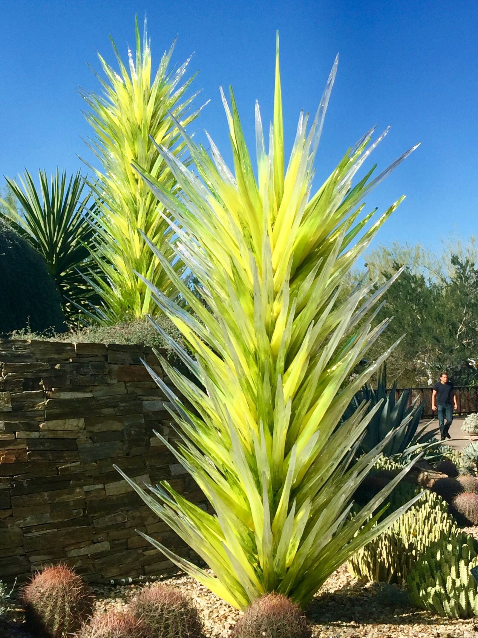 iPhone 6 Plus back camera 4.15mm f/2.2 sample photo. Desert, cactus, botanical garden photography