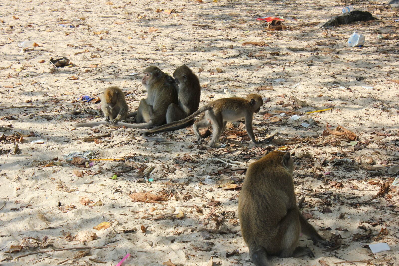 Canon EOS 550D (EOS Rebel T2i / EOS Kiss X4) sample photo. Monkey, animals, nature photography